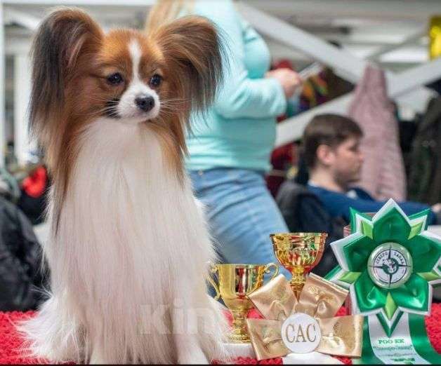 Собаки в Москве: Щенки папийона кобели Мальчик, 40 000 руб. - фото 3