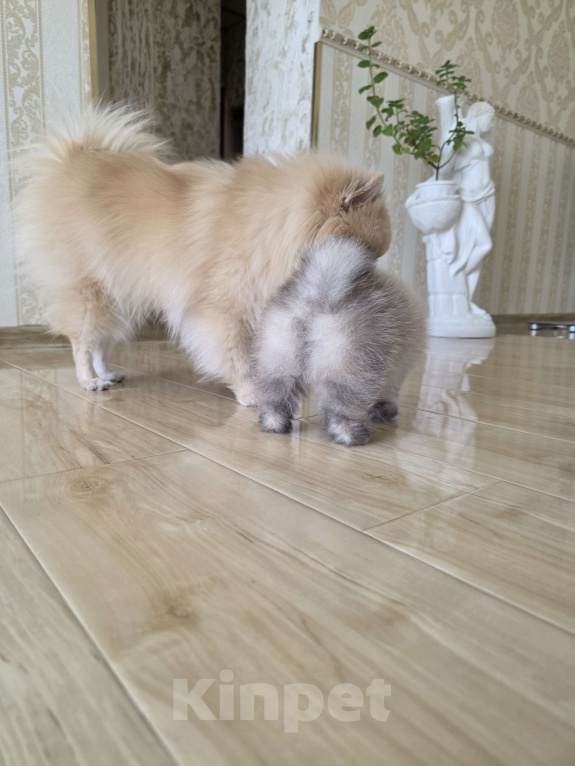 Собаки в других городах Алтайского края: Милаша Девочка, 30 000 руб. - фото 4