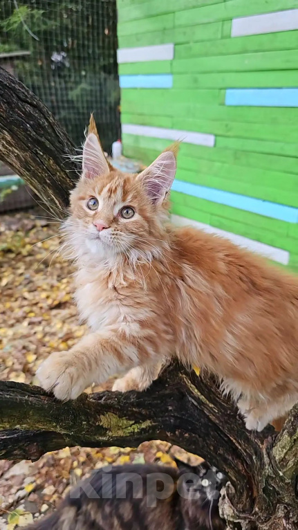 Кошки в Выборге: Рыжая девочка из питомника Девочка, 25 000 руб. - фото 4