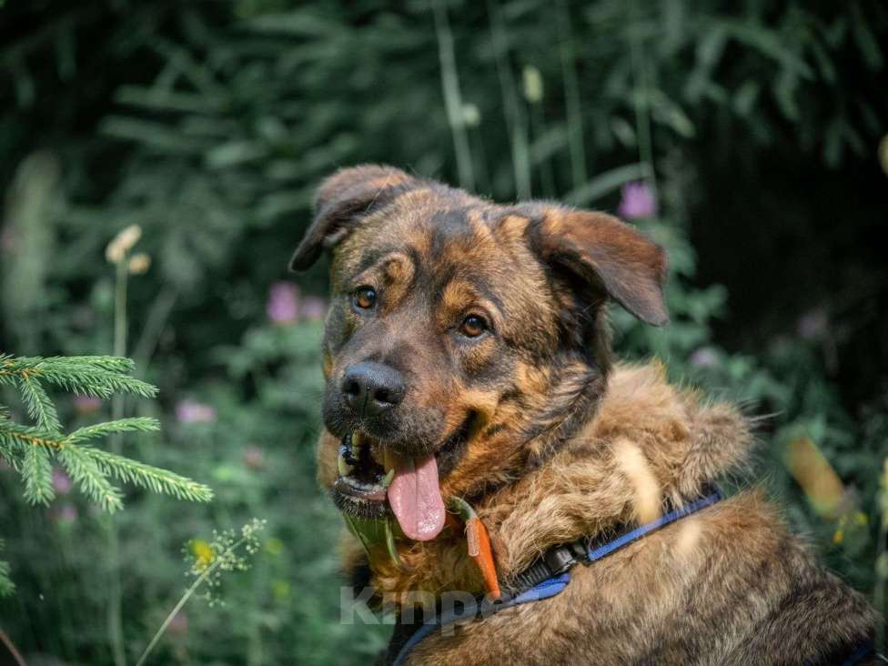 Собаки в Ореховом-Зуево: Альфа в поисках дома Девочка, Бесплатно - фото 2