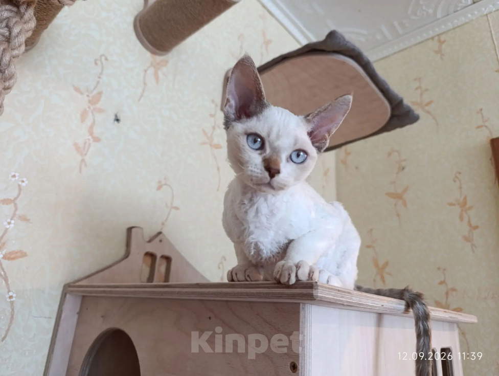 Кошки в Санкт-Петербурге: Котенок девон-рекс Мальчик, 50 000 руб. - фото 6