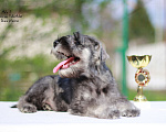 Собаки в Москве: Малыши перчики Мальчик, Бесплатно - фото 3