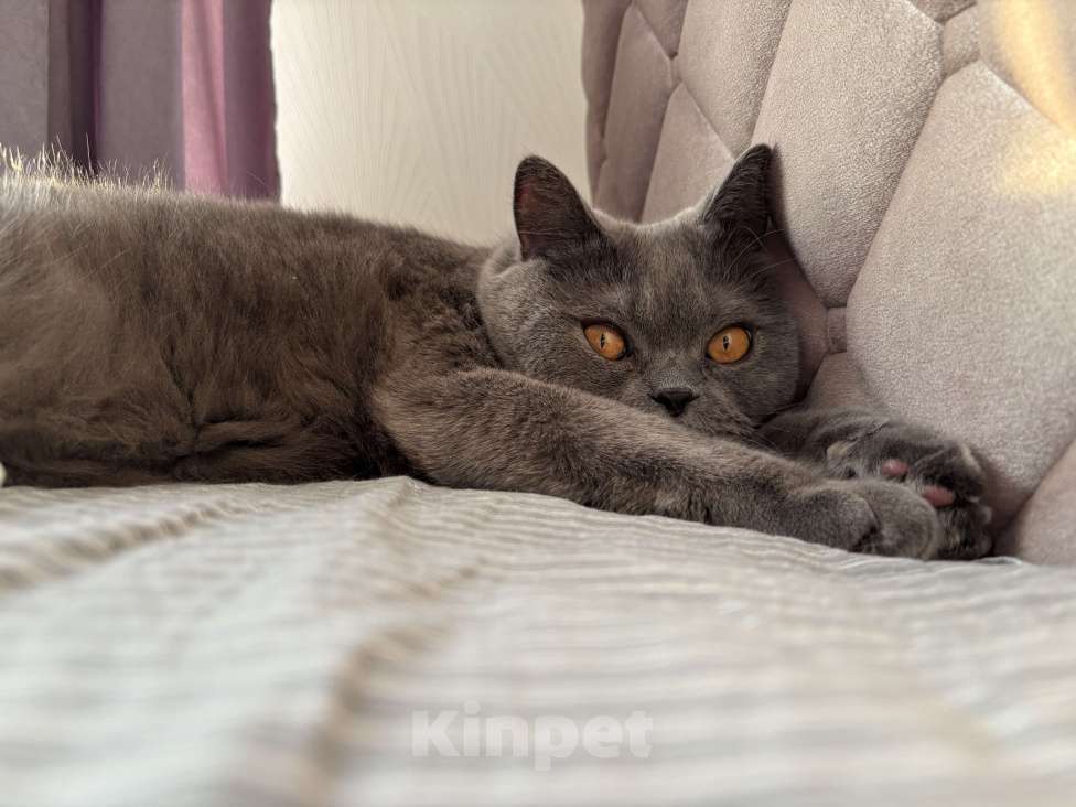 Кошки в других городах Московской области: В добрые ручки Мальчик, Бесплатно - фото 4