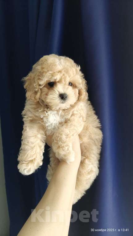 Собаки в Мытищах: Пушон Белла Девочка, 150 000 руб. - фото 1