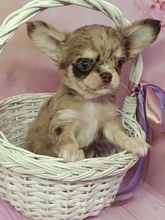 Собаки в других городах Московской области: Винтик Мальчик, 45 000 руб. - фото 3