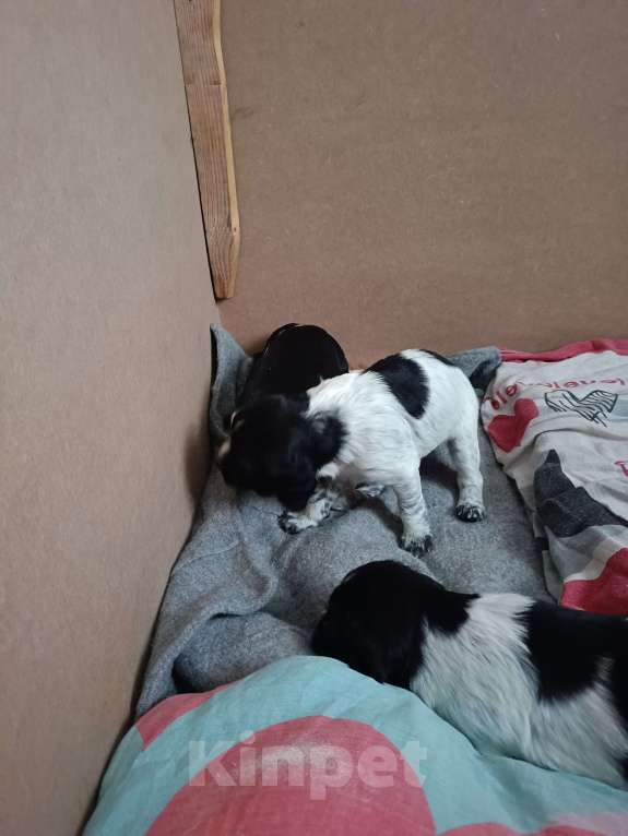 Собаки в других городах Владимирской области: Щенок  девочка Девочка, 39 000 руб. - фото 2