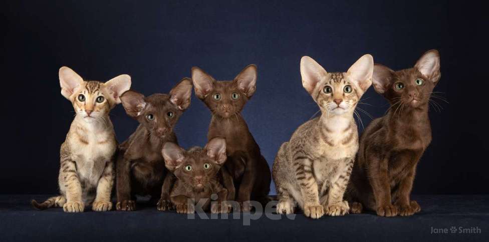 Кошки в Балашихе: Ориентальные котята Мальчик, 60 000 руб. - фото 1