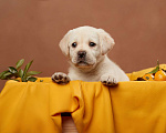 Собаки в Сертолово: Щенки лабрадора из питомника  Мальчик, Бесплатно - фото 5