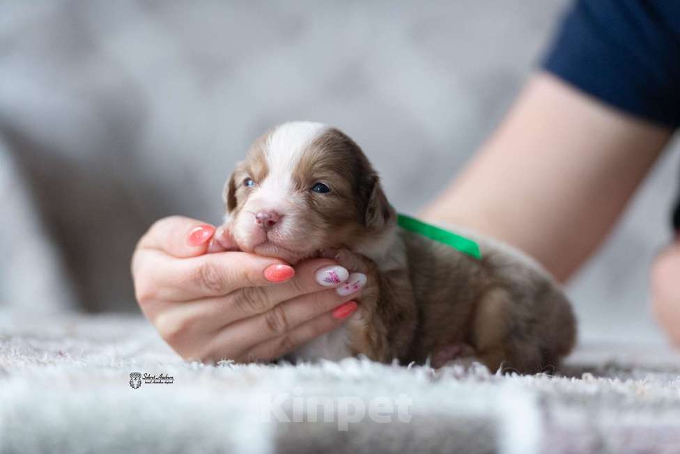 Собаки в Москве: Миниатюрная американская овчарка (мини-аусси) Девочка, 250 000 руб. - фото 1