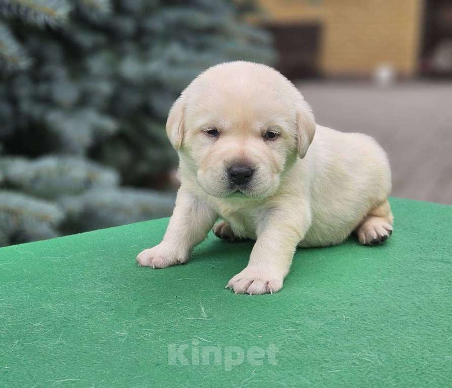Собаки в Ижевске: Щенки лабрадора с чемпионской родословной Мальчик, 80 000 руб. - фото 5