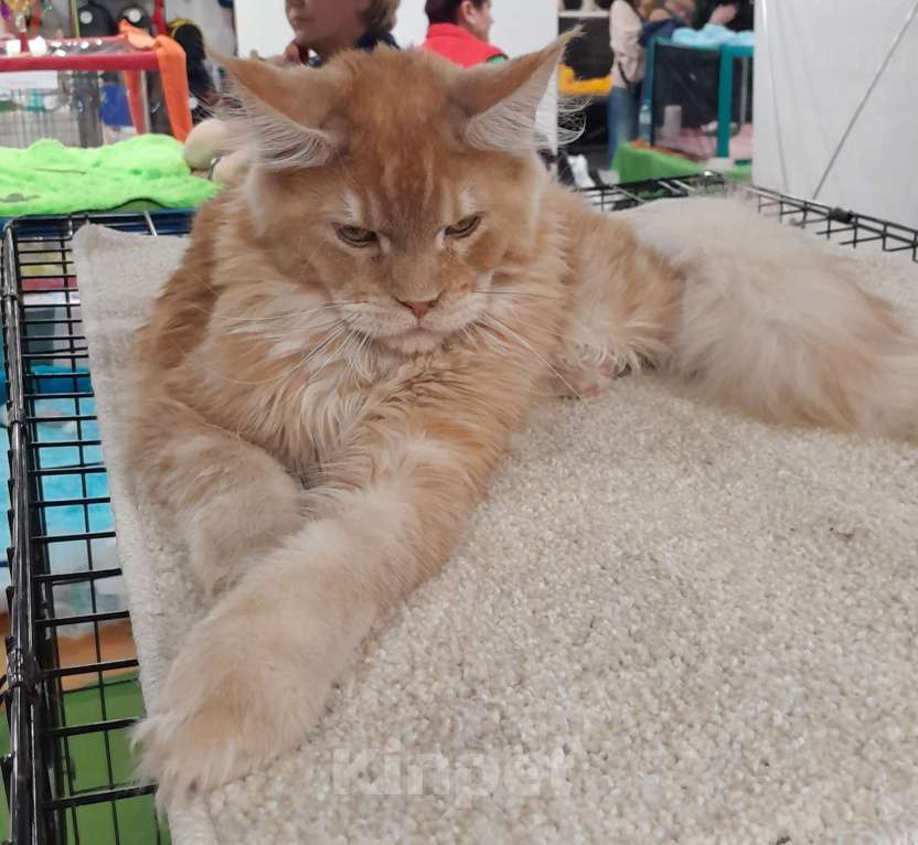 Кошки в Москве: Мейн-кун мальчик Мальчик, 80 000 руб. - фото 3