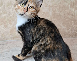Кошки в Москве: Котёнок с интересным окрасом в добрые руки  Девочка, Бесплатно - фото 2
