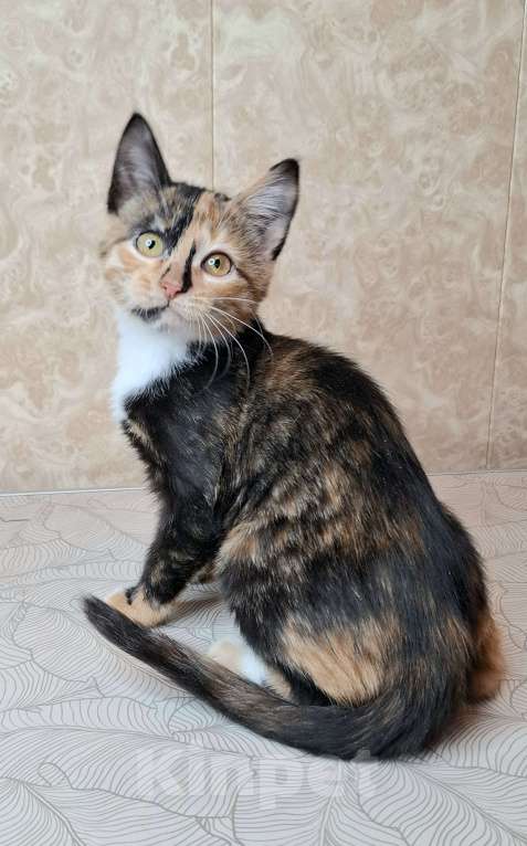 Кошки в Москве: Котёнок с интересным окрасом в добрые руки  Девочка, Бесплатно - фото 2