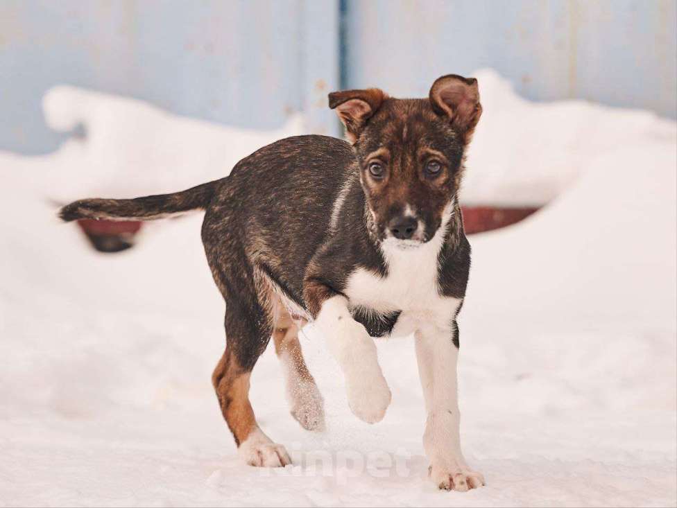 Собаки в других городах Московской области: Лионель якутенок Мальчик, Бесплатно - фото 3