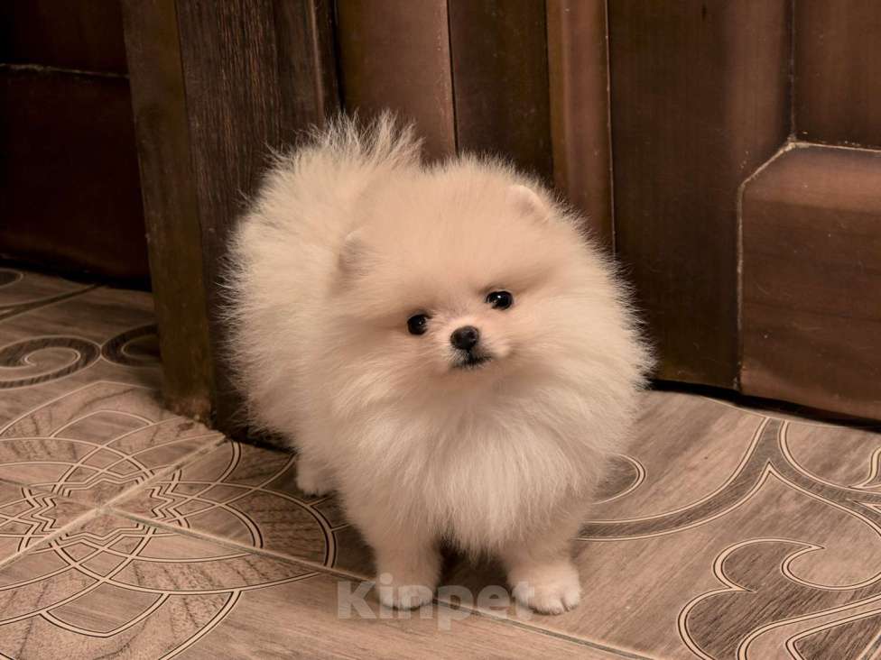 Собаки в Москве: Мальчик Девочка, 30 000 руб. - фото 3