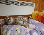 Кошки в Москве: Кошечка Нюша ищет дом Девочка, Бесплатно - фото 2