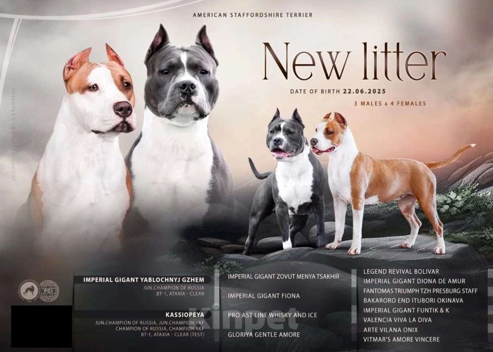 Собаки в других городах Тульской области: Девочка Амстаффа Девочка, Бесплатно - фото 2