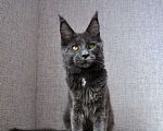 Кошки в Ейске: котята Мейн-Кун Девочка, Бесплатно - фото 2