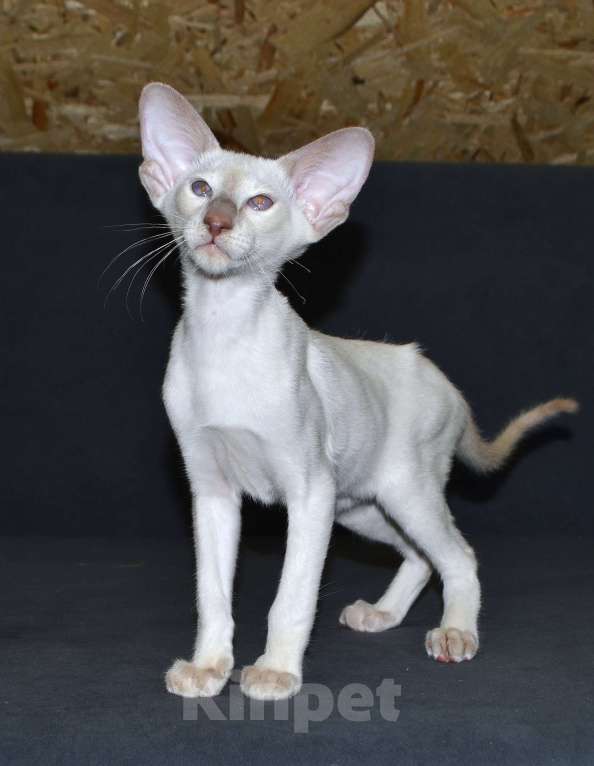 Кошки в Глазове: Хабиб Мальчик, 35 000 руб. - фото 3