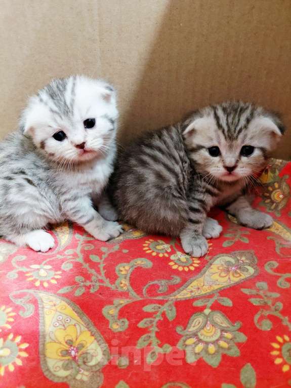 Кошки в Казани: Шотландские вислоухие котята Девочка, 4 000 руб. - фото 4