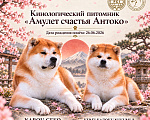 Собаки в Тюмени: Питомник Акита ину Девочка, Бесплатно - фото 2