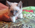 Кошки в Калуге: Котенок Девочка, Бесплатно - фото 3