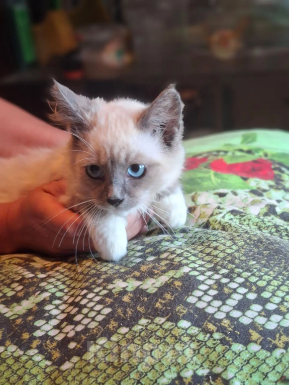 Кошки в Калуге: Котенок Девочка, Бесплатно - фото 3