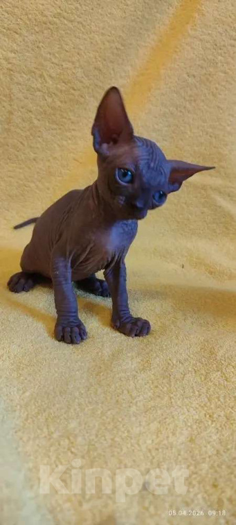 Кошки в Москве: Котенок канадского сфинкса Мальчик, 35 000 руб. - фото 4