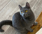 Кошки в Москве: Кошечка Квин в добрые руки Девочка, Бесплатно - фото 5