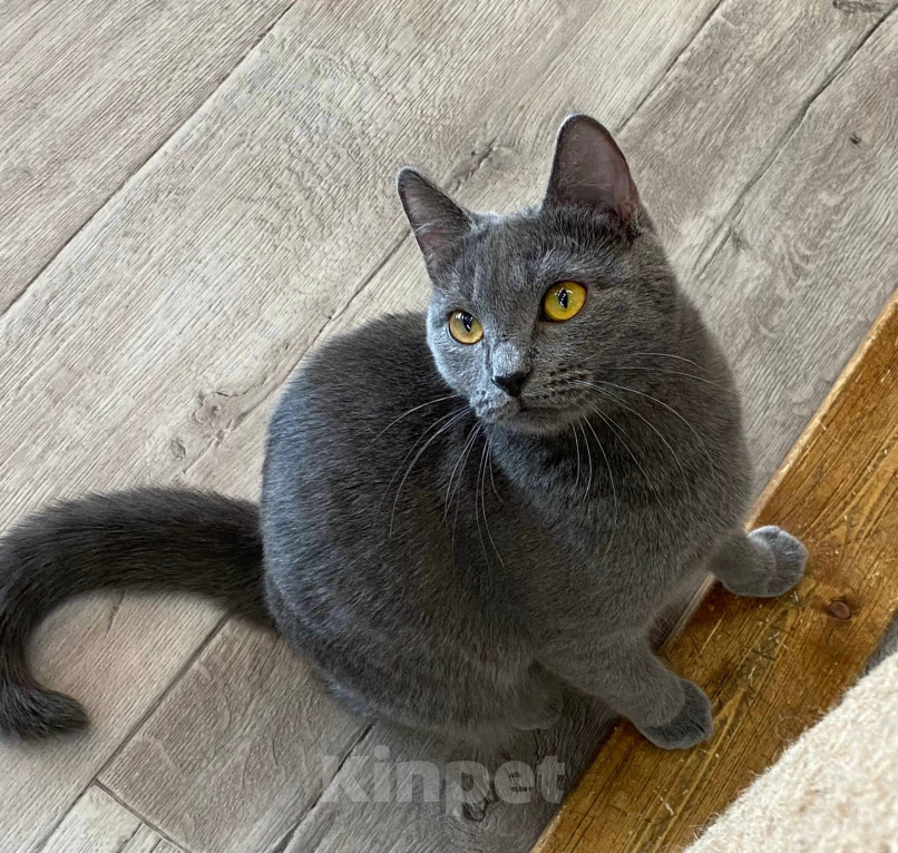 Кошки в Москве: Кошечка Квин в добрые руки Девочка, Бесплатно - фото 5