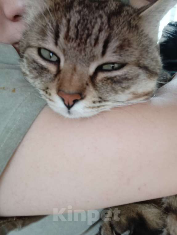 Кошки в Хабаровске: Потерялся Саня Мальчик, Бесплатно - фото 3