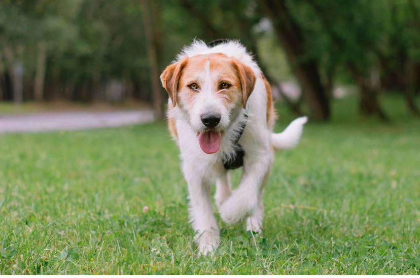 Собаки в Москве: Боб ищет семью  Мальчик, Бесплатно - фото 3