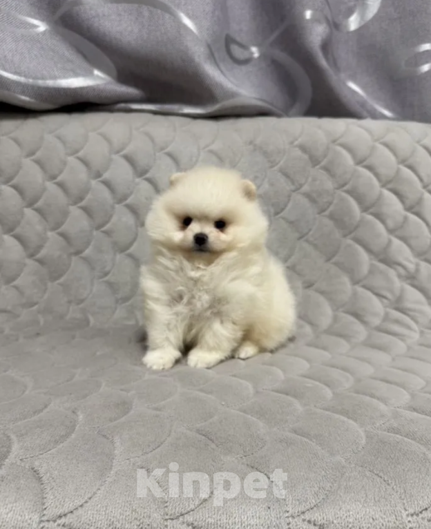 Собаки в Москве: Мальчик Мальчик, 27 000 руб. - фото 1