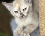Кошки в Воронеже: Котенок Европейская Бурма Девочка, Бесплатно - фото 4