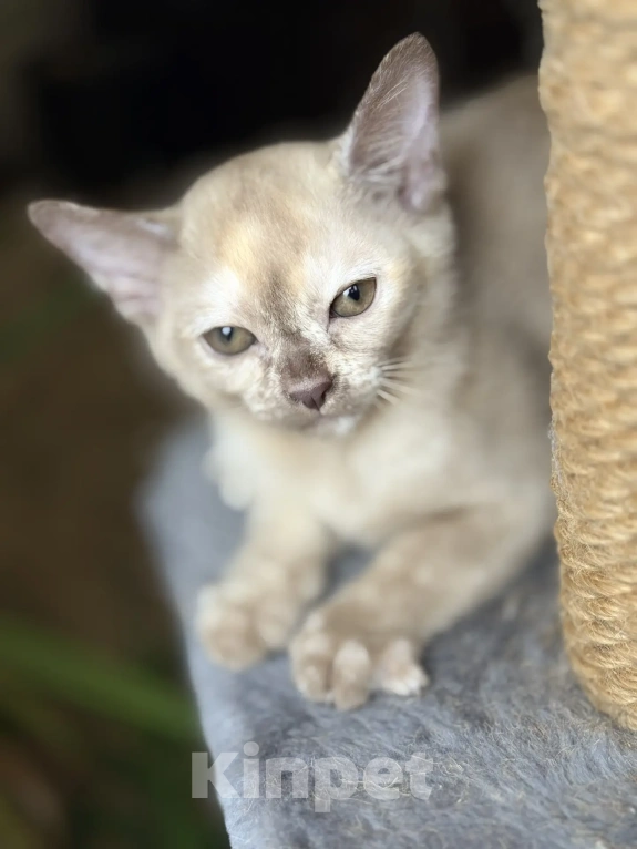 Кошки в Воронеже: Котенок Европейская Бурма Девочка, Бесплатно - фото 4