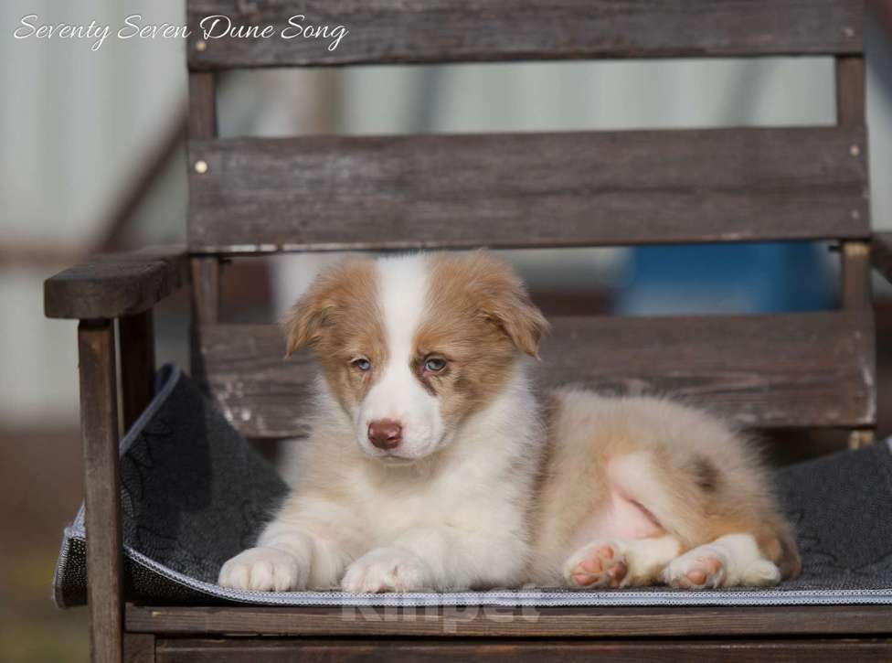 Собаки в Москве: Щенки бордер колли Девочка, 100 000 руб. - фото 2