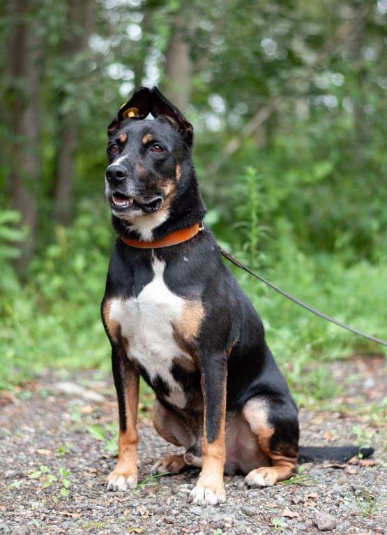 Собаки в Ногинске: Доби - метис стаффордширского терьера Мальчик, Бесплатно - фото 6