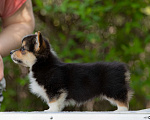 Собаки в Смоленске: Вельш Корги Пемброк, девчуля Девочка, 45 000 руб. - фото 3