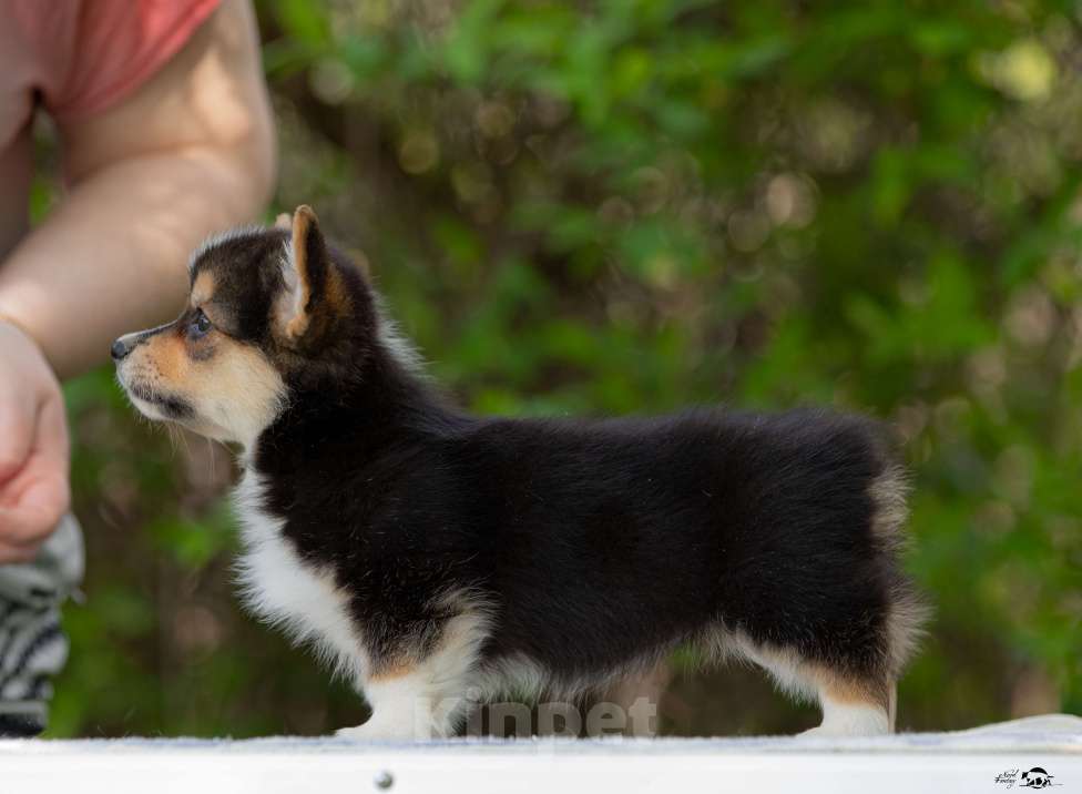 Собаки в Смоленске: Вельш Корги Пемброк, девчуля Девочка, 45 000 руб. - фото 3
