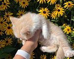 Кошки в Сочи: Отдам котенка 1,5 месяца, мальчик . Находится в Красной поляне Мальчик, Бесплатно - фото 8