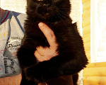 Кошки в Сертолово: продам котят, 25 000 руб. - фото 5