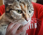 Кошки в Полярном: Котёнок подросток девочка Девочка, Бесплатно - фото 1