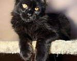Кошки в Брянске: Мейн-кун. Дариан. Окрас черный солид Мальчик, 38 000 руб. - фото 2