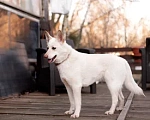 Собаки в Лосином-Петровском: Бэлла якутенок Девочка, Бесплатно - фото 3