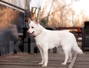 Собаки в Лосином-Петровском: Бэлла якутенок Девочка, Бесплатно - фото 3