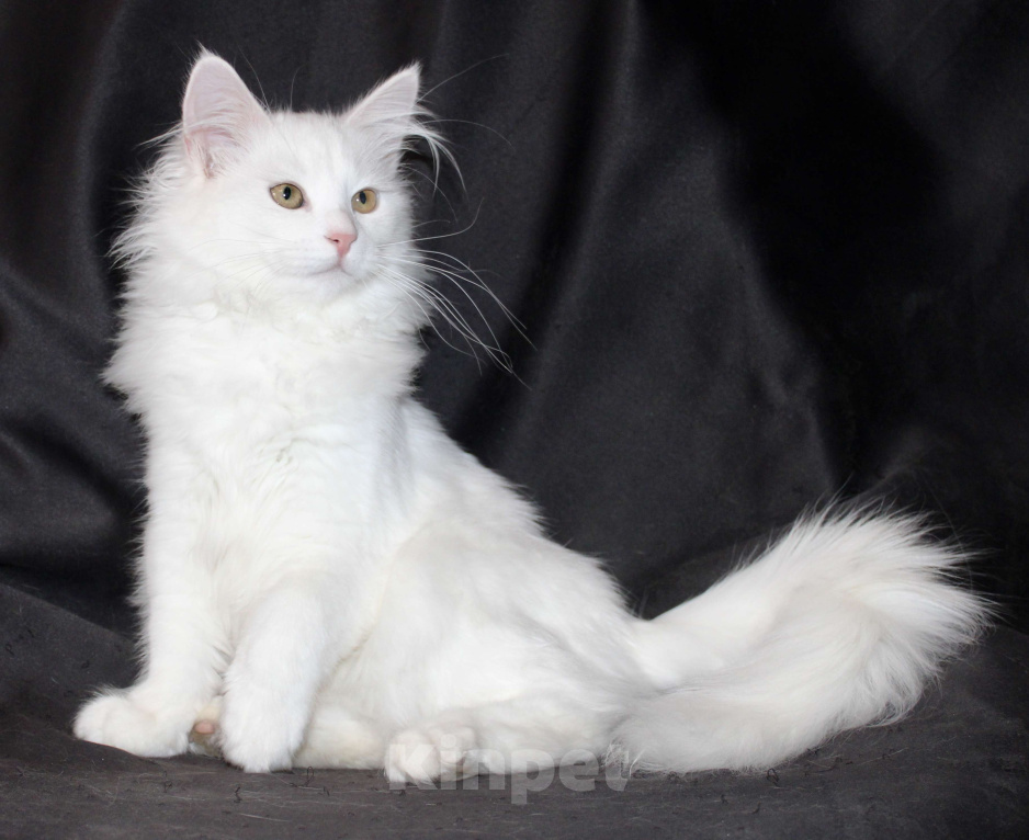 Кошки в Тюмени: Сибирский котёнок Девочка, 15 000 руб. - фото 7