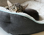 Кошки в Химках: котенок девочка 3 месяца Девочка, Бесплатно - фото 2