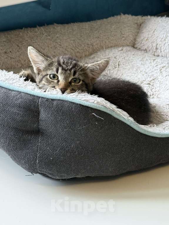 Кошки в Химках: котенок девочка 3 месяца Девочка, Бесплатно - фото 2