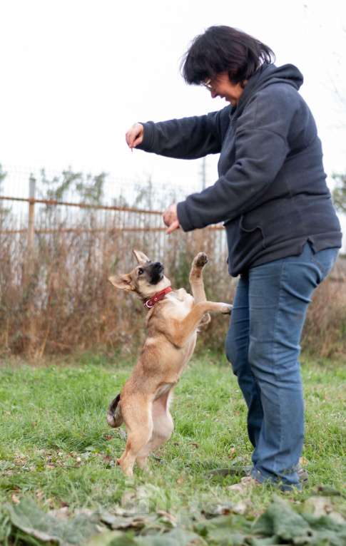 Собаки в других городах Владимирской области: В добрые руки щенок девочка Лилу Девочка, Бесплатно - фото 5
