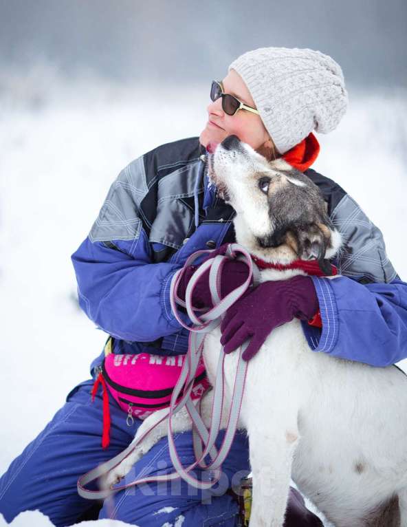 Собаки в Химках: Терьеристый мальчишка в добрые руки Мальчик, Бесплатно - фото 3